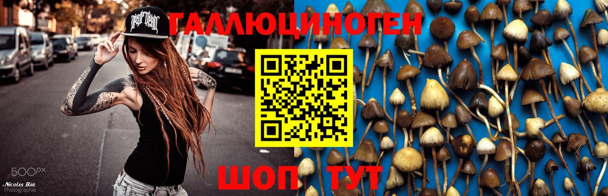 Псилоцибиновые грибы GOLDEN TEACHER  Вход с VPN  Гай  Галлюциногенные грибы прущие грибы 